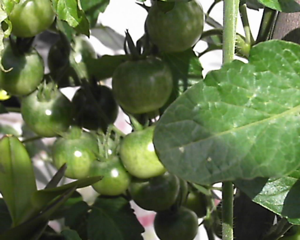 Receitas da Cris: Meu cultivo de Tomate Cereja